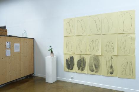 Le ficus ginseng © Lise Terdjman