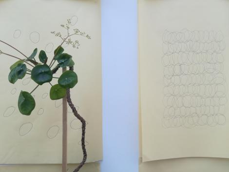 Le pilea © Lise Terdjman